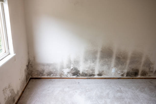 Best Airborne Mold Testing  in Silverthorne, CO